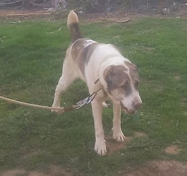 gence it bazari: Qurdbasar — 3