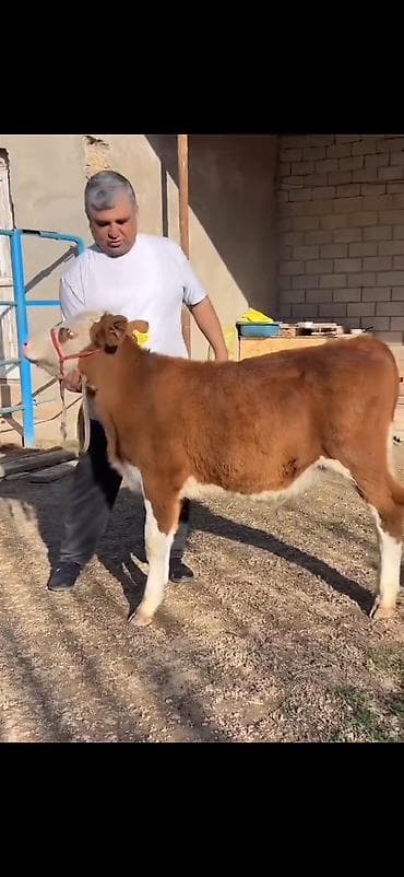 Satılır: simmental tipli dana - Cins: ətli istiqamət – simmental — 6