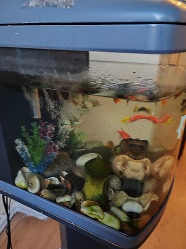 akvarium satilir: Akvaryum və tam avadanlıq dəsti - 60 litr - Ön tərəfi oval formalı — 1