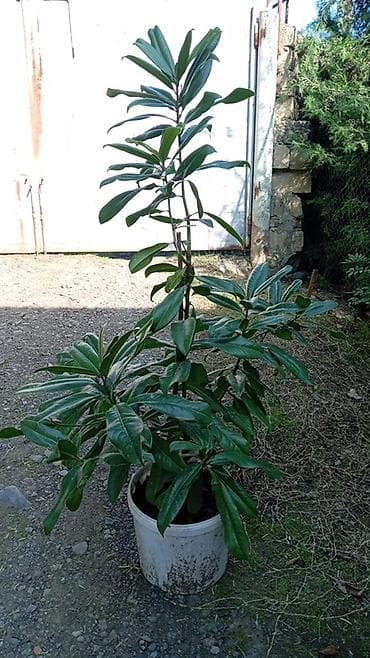 yaşil: Bitki: Magnolia grandiflora (həmişəyaşıl maqnoliya) – qapalı qabda - — 2