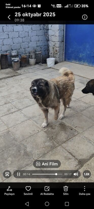 çoban axtarılır: Qafqaz çoban iti — 5