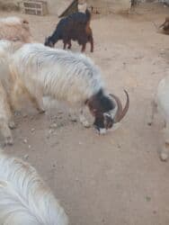 cins ineklerin satisi: Dişi, il: 1, 18 kq, Damazlıq — 9