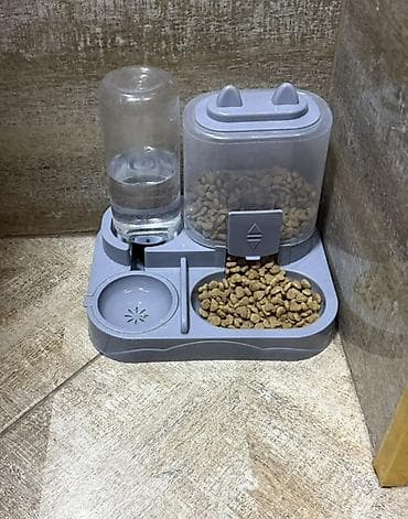 pişik yatağı: Şotland yastı qulaq, Dişi, Yaxşı əllərə, Ünvandan götürmə — 6