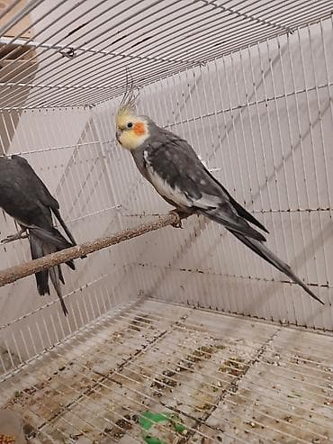 geref quşu: Məhsul: Nimfa tutuquşuları (cockatiel) Təsvir: - Rəng: Boz (grey) — 2