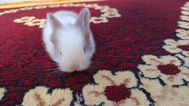 lider toyuq cinsi: Dovsan balalari topdan Ve tek satilir. Yerli ve cins balalar — 21