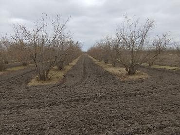 kiraye ile satilan evler: 100 sot, Kənd təsərrüfatı, Mülkiyyətçi, Kupça (Çıxarış) — 4
