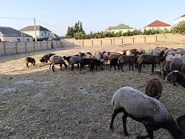 С/х животные и товары: Qoyun sürüsü – qarışıq rəng və tiplər - Böyük sayda baş heyvan — 2