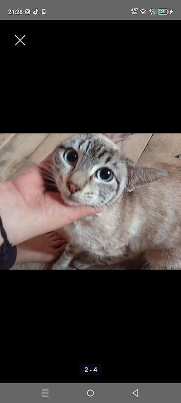 pişik haqqında məlumat: Yaxşı əllərə — 1