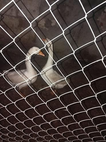 Другие с/х животные: Ağ qaz cütlüyü - Növ: Ağ ev qazı (apelsin rəngli gaga və pəncələr) - — 3