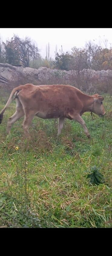 Keçi, çəpiş: Satışda: qəhvəyi rəngli inək Xüsusiyyətlər: - Yaş: təxminən cavan — 1