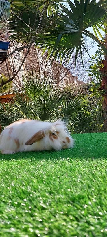 Atlar: Wekilde gorduynuz Xolandski lop mini erkek satilir saglamliqina — 3