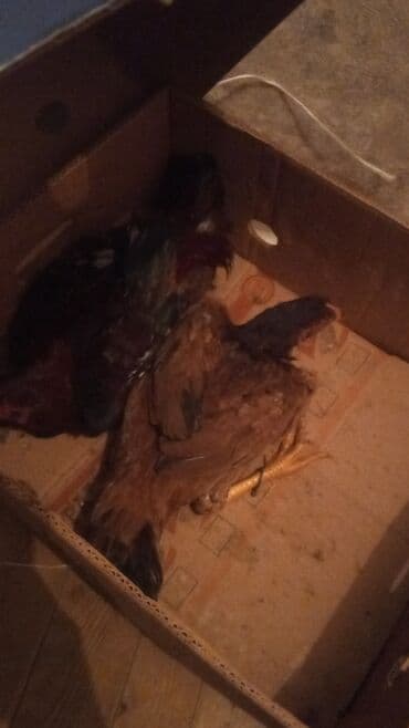 Toyuq cücələri, Ətlik