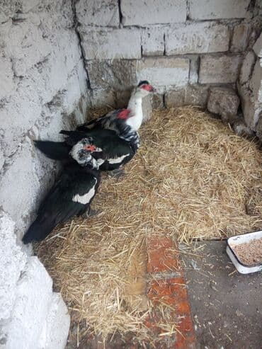 Другие животные: Lal ordey satlir cavandi 2maya 1erkey Təsvir: - Şəkillərdə 3 baş — 3