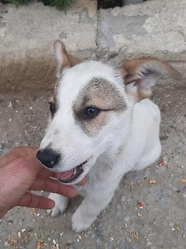 zvonok it satilir: Zvonok, 3 ay, Erkek, Peyvəndli, Ünvandan götürmə — 3