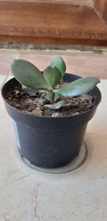 üzüm ağacı: Pul gülü. 4 ədəddir. Qiymətləri balacadan böyüyə görə dəyişir - 5, 10 — 3