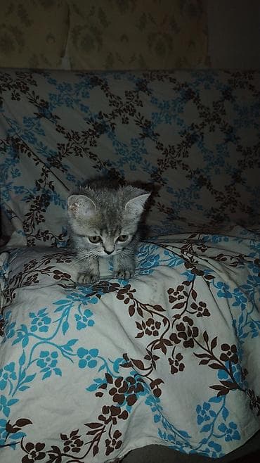 Gümüş rəngli balaca pişik – zolaqlı naxışlı, yumşaq və tüklü kürk