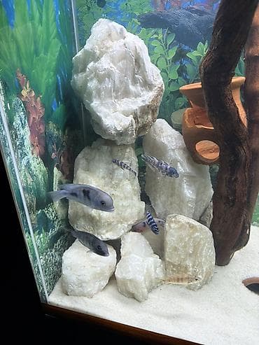 ev itlerinin satisi: Akvaryum üçün təbii dekorativ qayalar dəsti - Material: təbii ağ/krem — 1