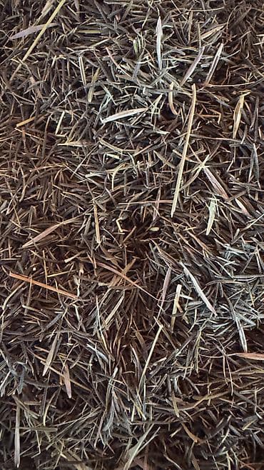 zire bitkisi: ✨ 4 Mövsüm ✨ 🌱 Artıq evinizdə və bağçanızda təbii, dərmansız və — 7