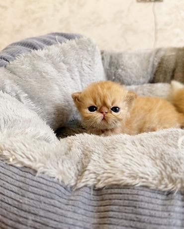 pişiy: Fars, Yaxşı əllərə — 4