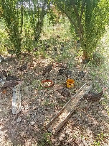 ördək balası və cücə: 3 aylıq amerikan bronz hinduşqalatdir istənilən sayda var diri çəkisi — 5