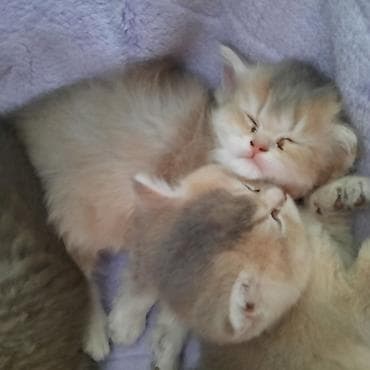 britan pişiyi: Şotland yastı qulaq, Dişi, Yaxşı əllərə, Ünvandan götürmə — 10