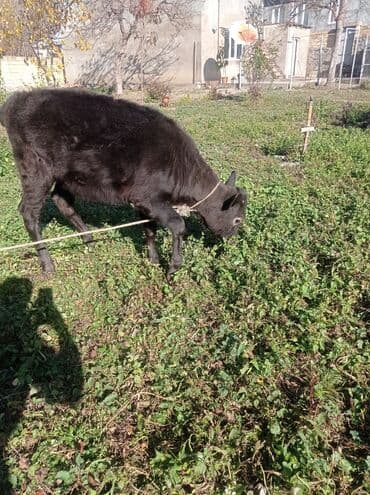 ətlik inək: Süd və ət istiqamətli iribuynuzlu heyvanlar - Boz rəngli inək: sakit — 4