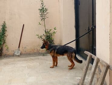 etibarlı ellere verilir it: Alman çoban iti, 1 il, Dişi, Peyvəndli — 4