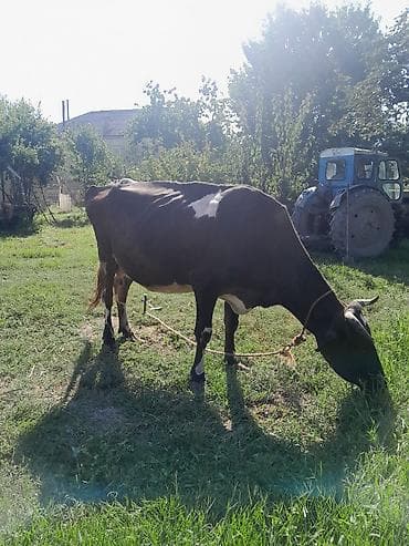 аквариум без рыб: İneg satilir Isteyen olsa bala ileya da tek, bala 4 cu aya keçib — 3