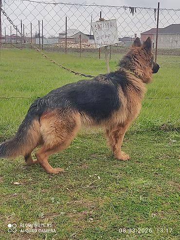 en boyuk itler: Alman çoban iti, Erkek — 7