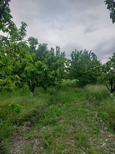 tuya ağacı yağı: 2 hektar 79 sot Məhsul: Gilas bağı Xaçmaz Rahimoba yolunda Asvaltdan — 2