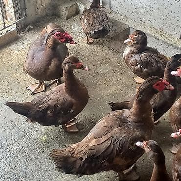 dəniz donuzu: Dişi, | Lal ördək, Damazlıq — 2