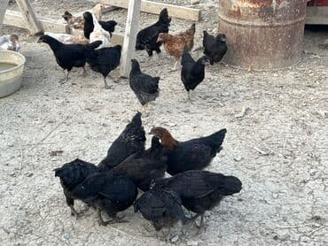 cücə və xoruz: Toyuq, Australorp, Brama, Damazlıq, Ünvandan götürmə — 37