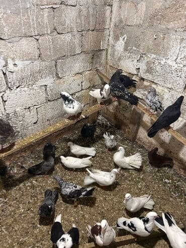 anqut quşu: Məhsul: müxtəlif rəng və naxışlarda ev göyərçinləri Hamisi tutulmadi — 1