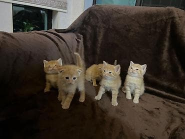 cuce satisi 2019: Şinşilla, Erkək, Yaxşı əllərə, Ödənişli çatdırılma — 2