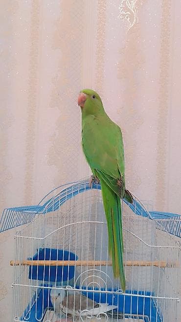 neon balığı: 2 ayliq erkek bala əldə bəslənib, barter yoxdur — 5