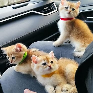 pişik ucun oyuncaq: Qızıl şinşilla, Erkək, Yaxşı əllərə, Ödənişli çatdırılma — 1