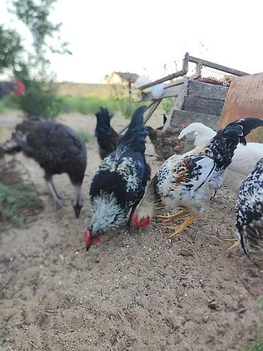 evren cuce yemi: Salam Aleykum cavan kənd colpalardi 3 ayları keçiblər bahalı — 1