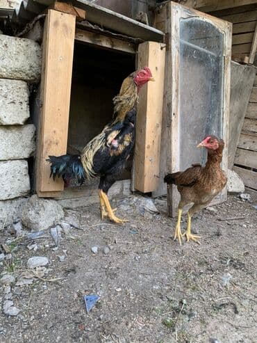 heyratı barter: Xoruz, Heyratı, il: 1 — 4