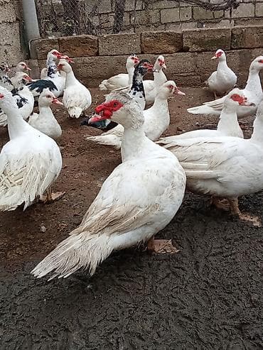 quş yuva: Musk ördəkləri (indoutka) – ağ və ağ-qara rənglərdə sürü - Cins — 1