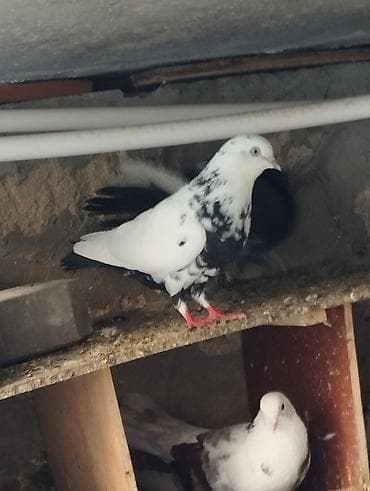 Ciller tutulmadi 2sidecuti 30m boynugulu 30m