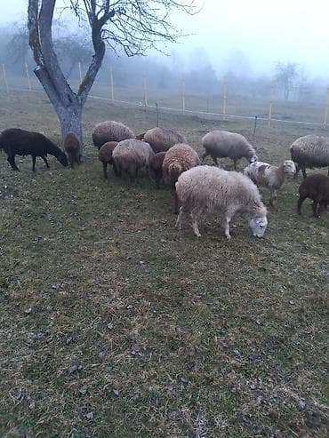 Qoyun sürüsü – müxtəlif rəng və ölçülərdə Təsvir: - Şəkillərdə lalafo.az -da Qoyun sürüsü – müxtəlif rəng və ölçülərdə Təsvir: - Şəkillərdə