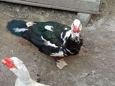 Mal-qara: Tecılı satlir xayiş edirəm boş boş yazmayın ciddi olan buyursun — 8