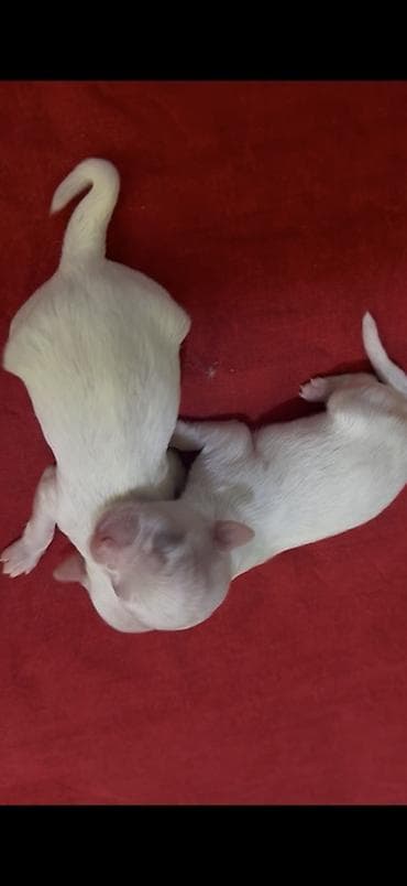 balaca it cinsleri: Malta bolonka — 3