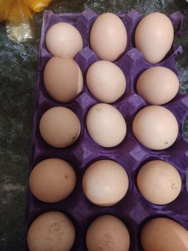 Məhsul: Təbii ( Xarkov cinsili) toyuq yumurtası Təsvir: -