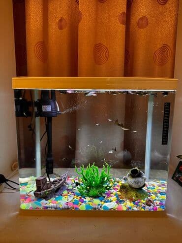 baliq toru: Bu standart düzbucaqlı şüşə akvaryum balıq saxlamaq üçün əlverişlidir — 2