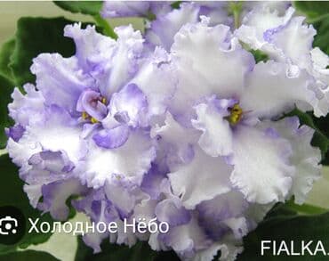 gül şəkilləri profil üçün: 5 — 13