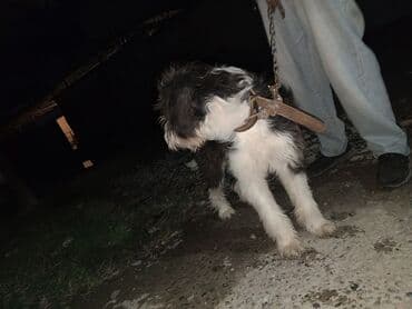 сколько стоит миниатюрный пудель: Пудель, 1 год, Самец, Самовывоз — 2