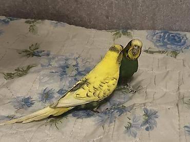 Məhsul: Cüt dalmatin papuqay (büdcərigar/budgerigar) Təsvir: - İki