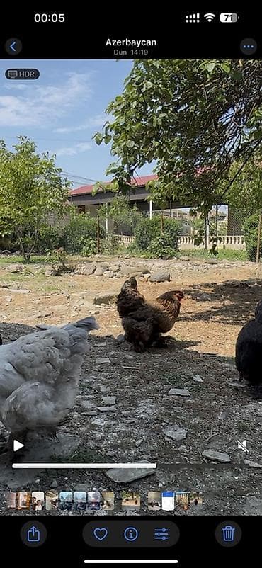rahibe toyuq: Toyuq, Brama, Damazlıq — 2