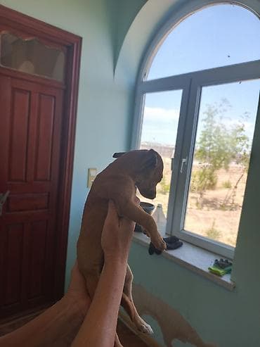 koker spaniel satilir: Miniatür pinçer, 7 ay, Dişi, Peyvəndli, Ünvandan götürmə, Pulsuz çatdırılma — 1